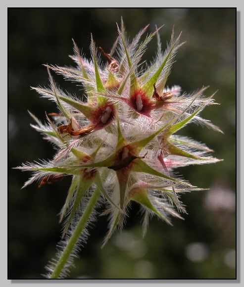 Borago, galactites, lagarus e altro